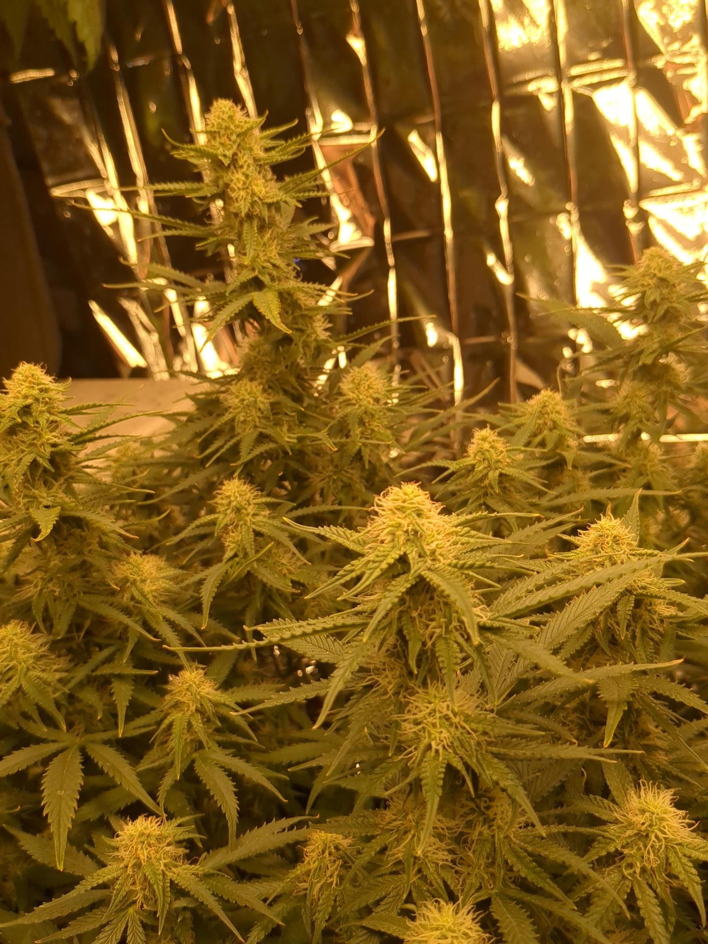 Northen Lights Auto. Royal Queen Seeds