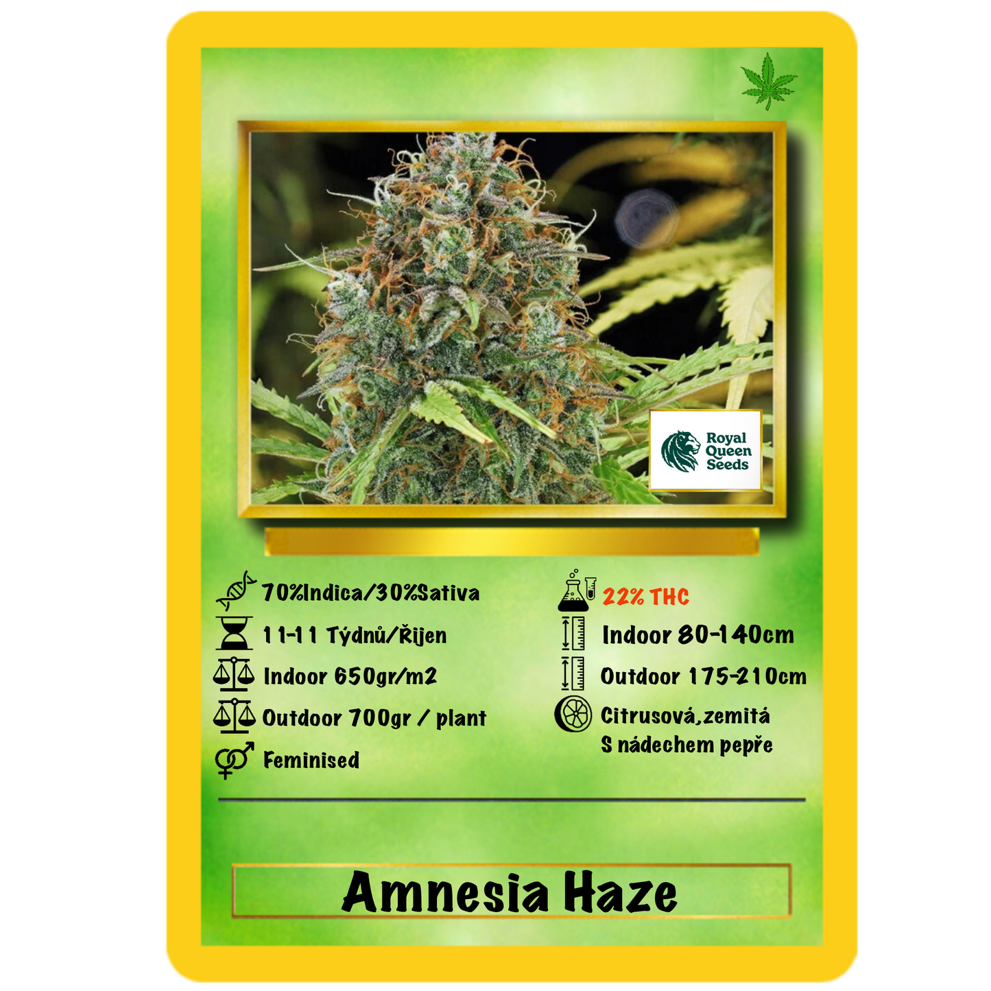Amnesia Haze Auto. Royal Queen Seeds
