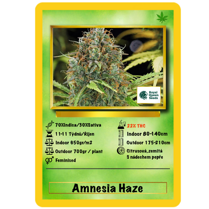 Amnesia Haze Auto. Royal Queen Seeds