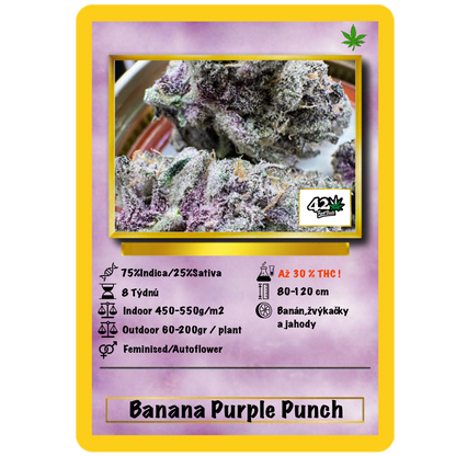 Banana Purple Punch Auto. Fast Buds Genetics