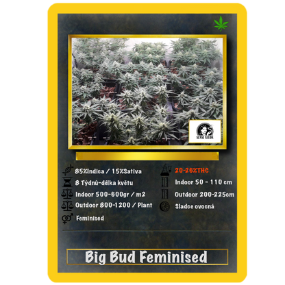 Big Bud .Fem Sensi Seeds