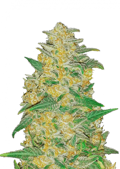 AK Auto. Fast Buds Genetics