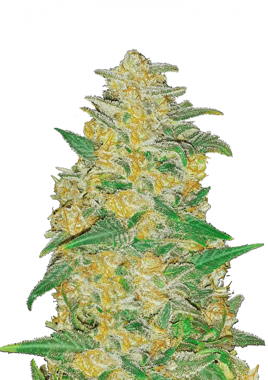AK Auto. Fast Buds Genetics