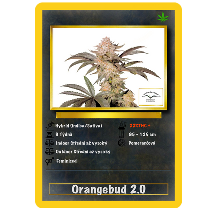 Orange Bud 2.0 .Fem Dutch Passion