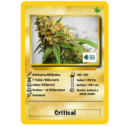 Critical Fem. Royal Queen Seeds