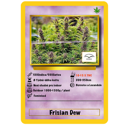 Frisian Dew .Fem Dutch Passion