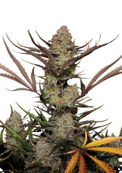 Apple Strudel Auto. Fast Buds Genetics