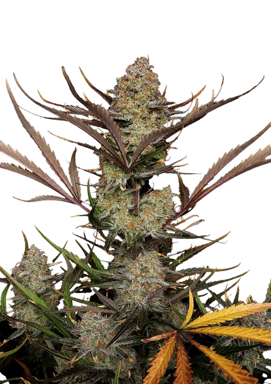 Apple Strudel Auto. Fast Buds Genetics