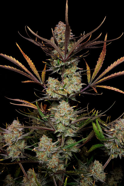 Apple Strudel Auto. Fast Buds Genetics