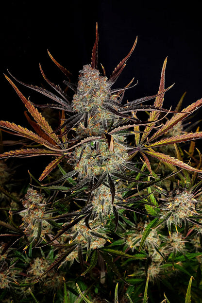 Apple Strudel Auto. Fast Buds Genetics