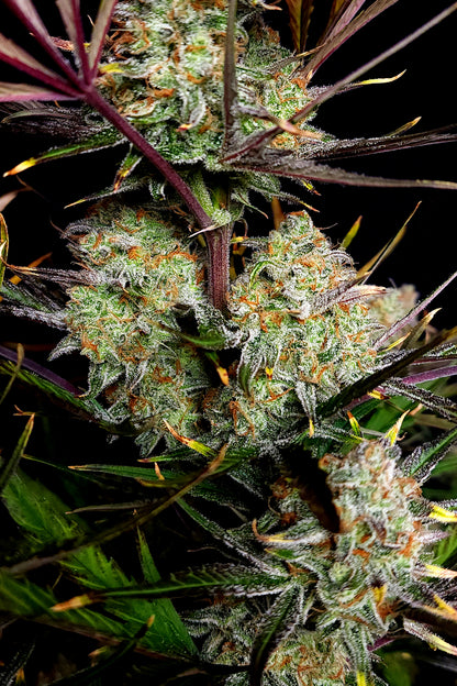 Apple Strudel Auto. Fast Buds Genetics