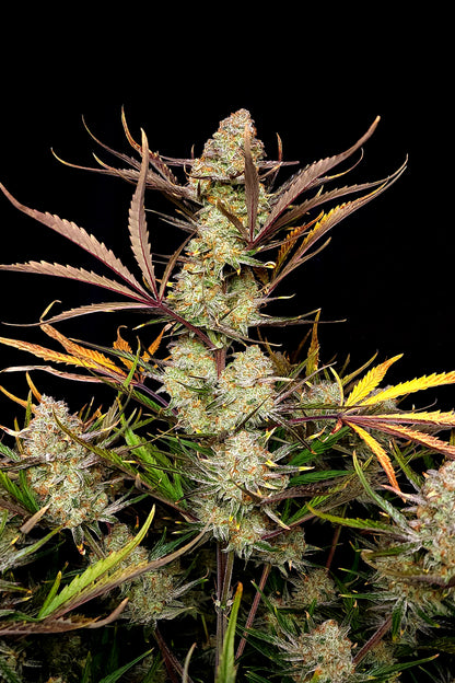 Apple Strudel Auto. Fast Buds Genetics