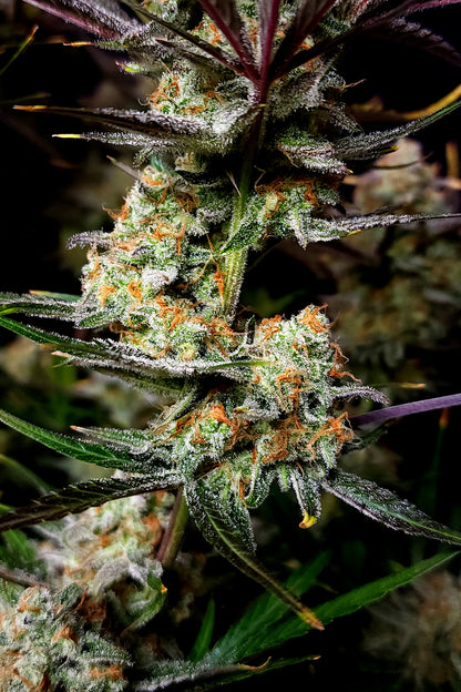 Apple Strudel Auto. Fast Buds Genetics