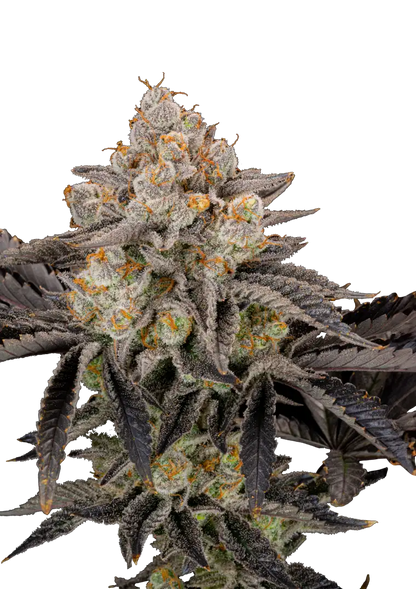 Gorilla Cookies .Fast&Fem Fast Buds Genetics