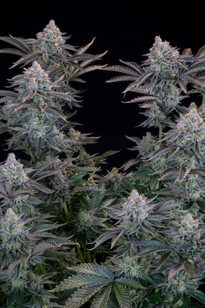 Gorilla Cookies .Fast&Fem Fast Buds Genetics