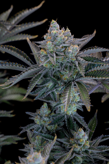 Gorilla Cookies .Fast&Fem Fast Buds Genetics