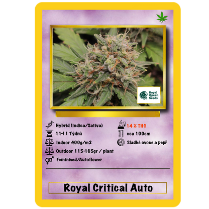 Royal Critical Auto. Royal Quean Seeds