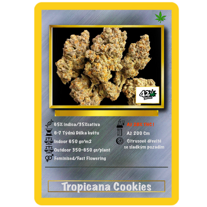 Tropicana Cookies .Fast&Fem Fast Buds Genetics