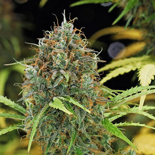 Amnesia Haze Auto. Royal Queen Seeds