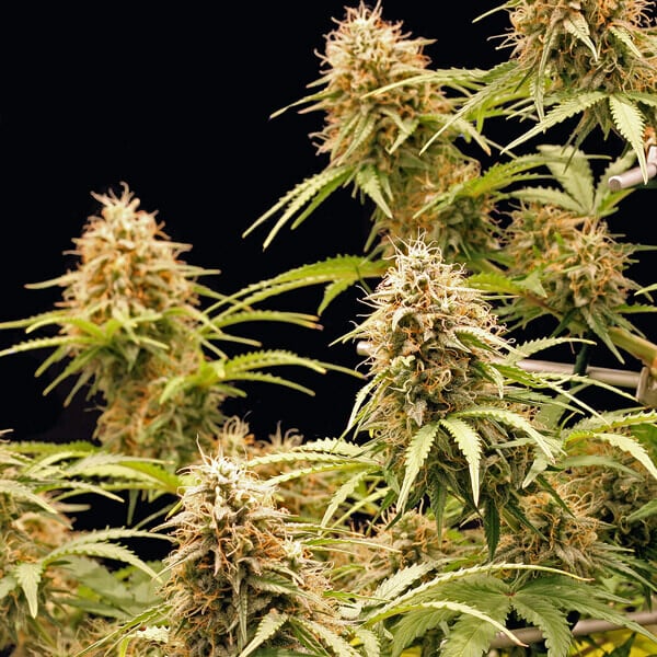 Amnesia Haze Auto. Royal Queen Seeds