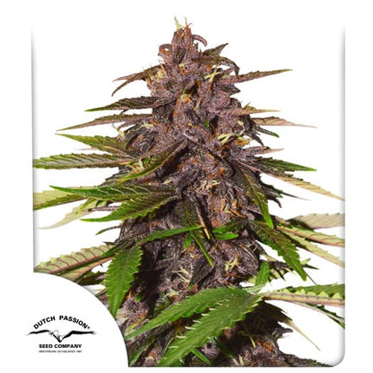 Forbidden Cherry Auto. Dutch Passion