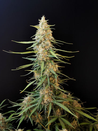 Sour Diesel Auto. Fast Buds Genetics