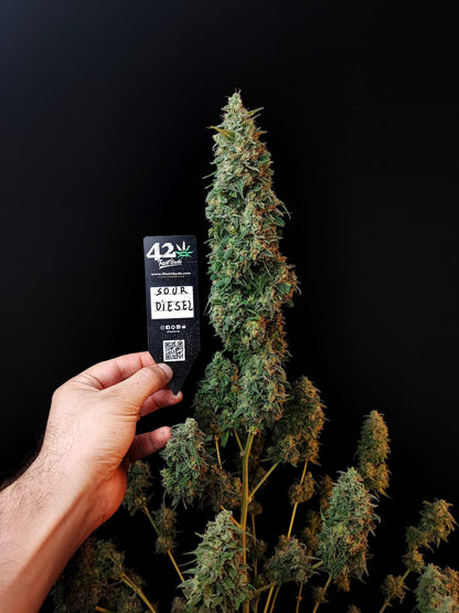 Sour Diesel Auto. Fast Buds Genetics
