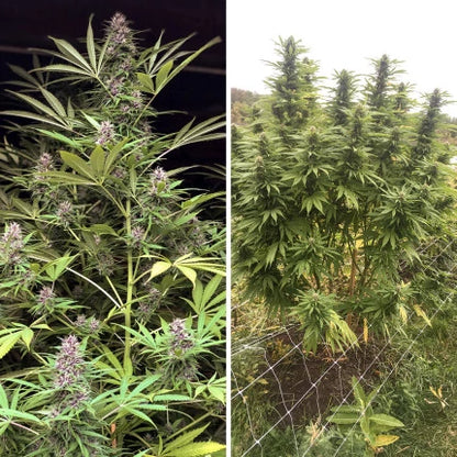 Frisian Dew .Fem Dutch Passion