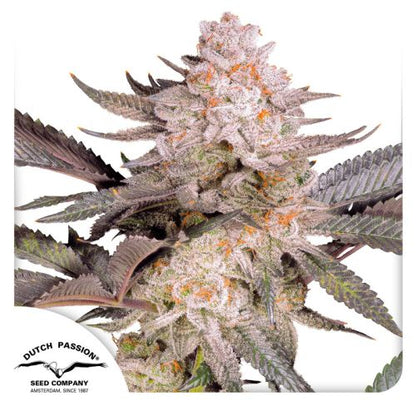 Orange Bud 2.0 .Fem Dutch Passion