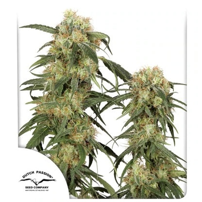 Pamir Gold .Fem Dutch Passion